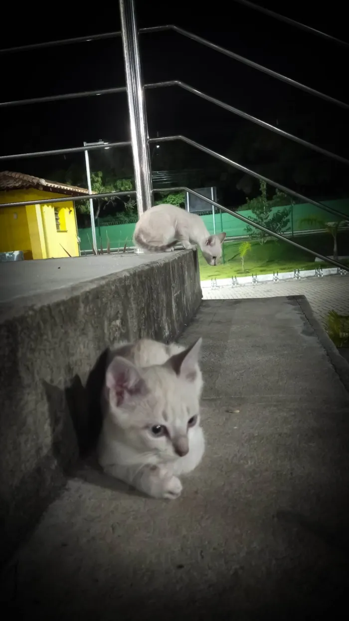 Gato raça Tonquinês  idade 2 a 6 meses nome Lily e Jorginho