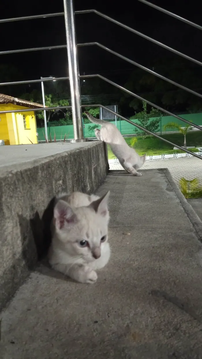 Gato raça Tonquinês  idade 2 a 6 meses nome Lily e Jorginho