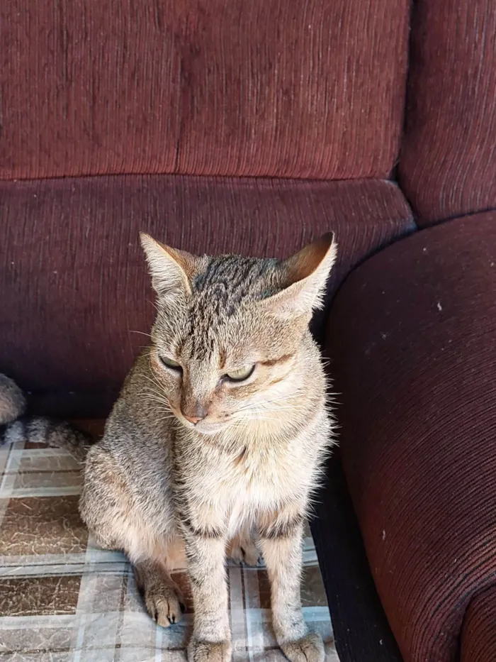 Gato ra a Não sei idade 2 a 6 meses nome Não dei um nome (descrição esta o por que.)