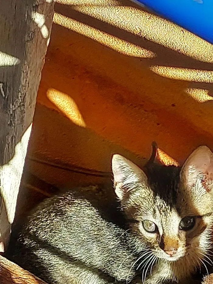 Gato ra a Não sei idade 2 a 6 meses nome Não dei um nome (descrição esta o por que.)