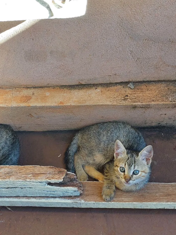 Gato ra a Não sei idade 2 a 6 meses nome Não dei um nome (descrição esta o por que.)