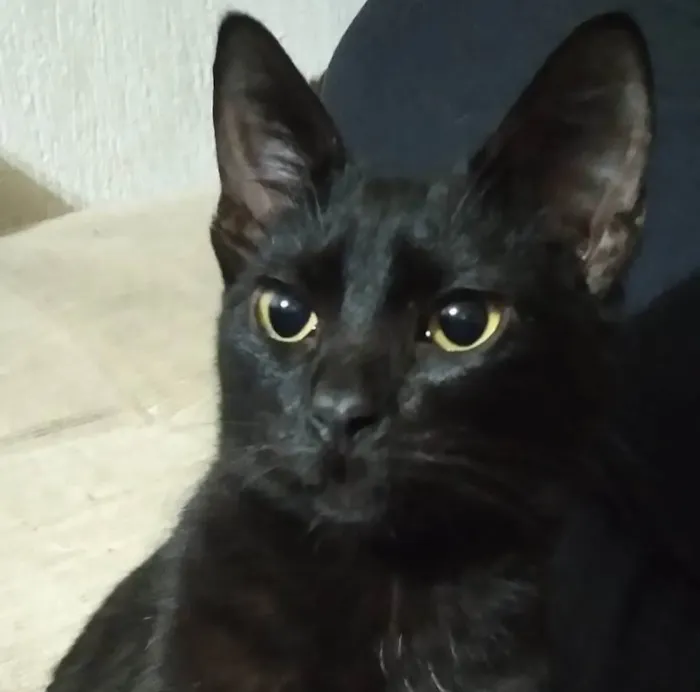 Gato ra a SRD-ViraLata idade 2 a 6 meses nome LINDEZO