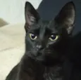 LINDEZO