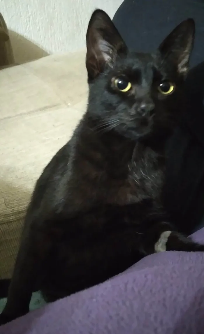Gato ra a SRD-ViraLata idade 2 a 6 meses nome LINDEZO