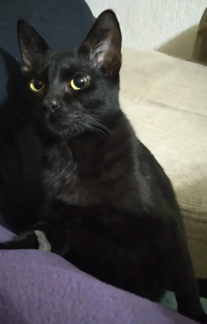 Gato ra a SRD-ViraLata idade 2 a 6 meses nome LINDEZO