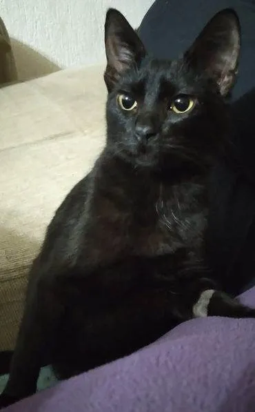 Gato ra a SRD-ViraLata idade 2 a 6 meses nome LINDEZO