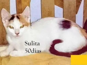 Gato raça SRD-ViraLata idade Abaixo de 2 meses nome SULITA