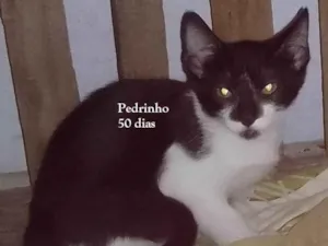 Gato raça SRD-ViraLata idade Abaixo de 2 meses nome PEDRINHO