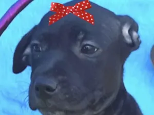 Cachorro raça Mestica  idade 2 a 6 meses nome Pietra 