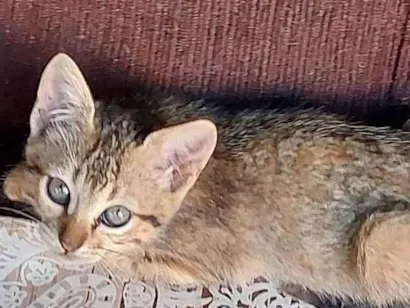 Gato raça Não sei idade 2 a 6 meses nome Não dei um nome (descrição esta o por que.)