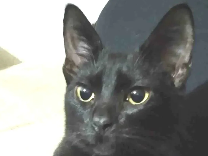 Gato ra a SRD-ViraLata idade 2 a 6 meses nome LINDEZO