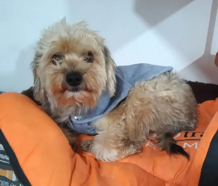 Cachorro ra a SRD-ViraLata idade 2 anos nome MIOJO
