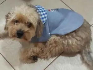 Cachorro raça SRD-ViraLata idade 2 anos nome MIOJO