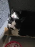Bigode, Tenda e Amina