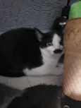 Bigode, Tenda e Amina