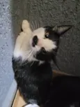 Bigode, Tenda e Amina