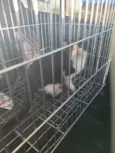 Bigode, Tenda e Amina