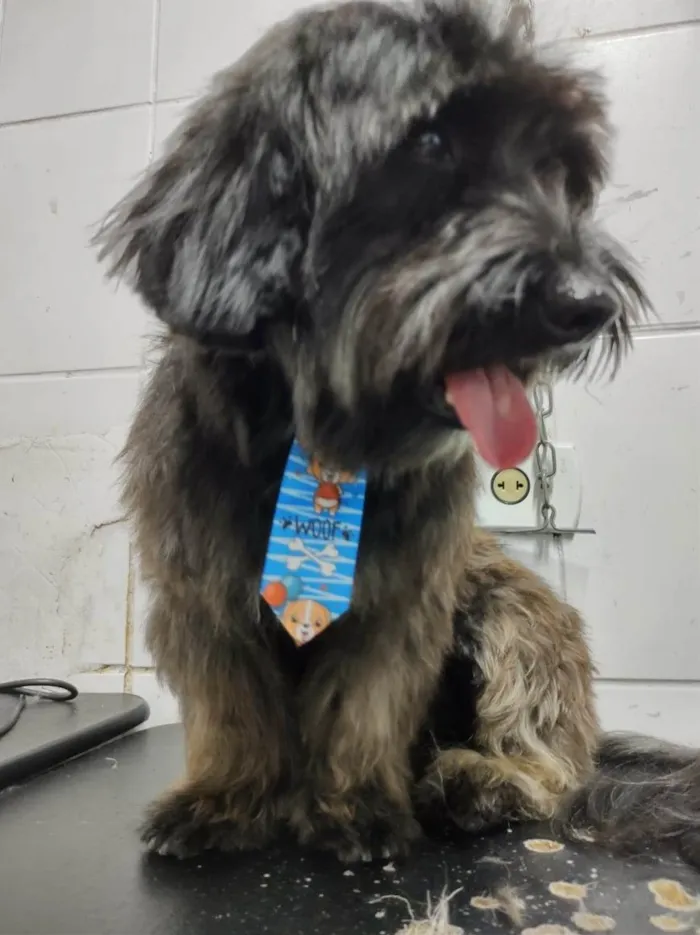 Cachorro raça Srd idade  nome Pudim