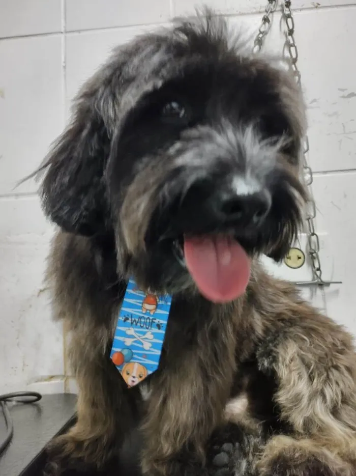 Cachorro raça Srd idade  nome Pudim