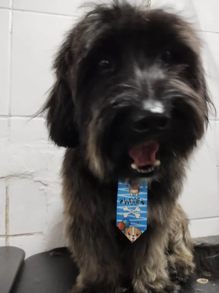 Cachorro raça Srd idade  nome Pudim