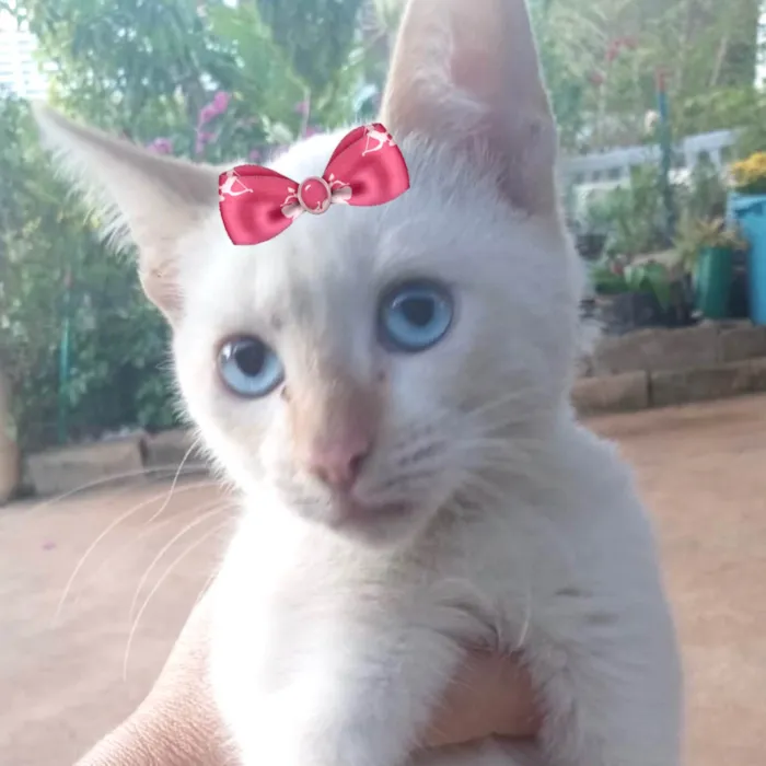 Gato ra a Mestica  idade 2 a 6 meses nome Luna 