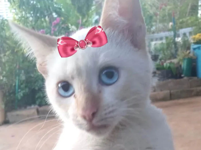 Gato ra a Mestica  idade 2 a 6 meses nome Luna 