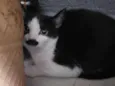Bigode, Tenda e Amina