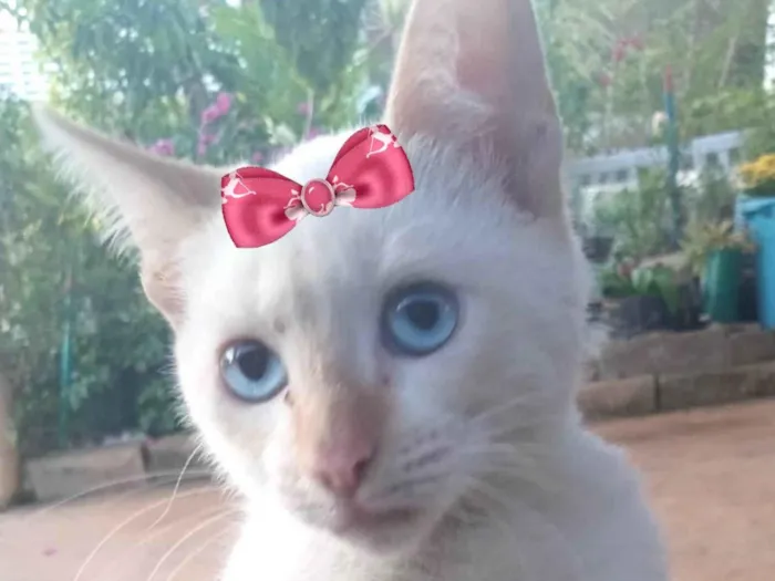 Gato ra a Mestica  idade 2 a 6 meses nome Luna 