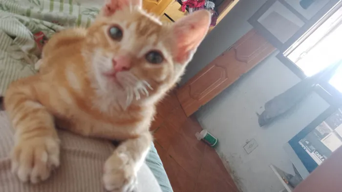 Gato ra a Vira lata idade 2 a 6 meses nome Ainda não nomeei