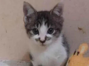 Gato raça Srd idade Abaixo de 2 meses nome Anjinhos felinos