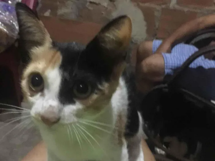 Gato ra a Siamês idade  nome Florzinha 