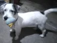 Floquinho