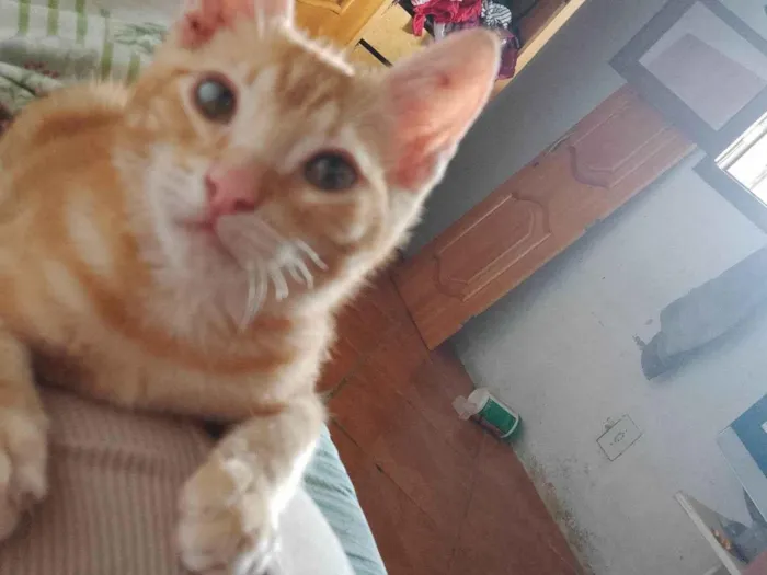 Gato ra a Vira lata idade 2 a 6 meses nome Ainda não nomeei