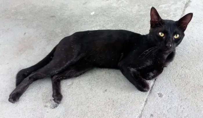 Gato ra a SRD-ViraLata idade 2 anos nome Breu