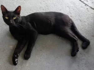 Gato raça SRD-ViraLata idade 2 anos nome Breu