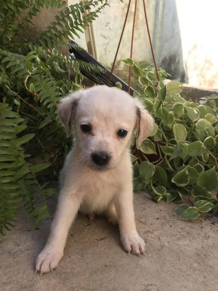 Cachorro ra a SRD-ViraLata idade Abaixo de 2 meses nome Saymon 