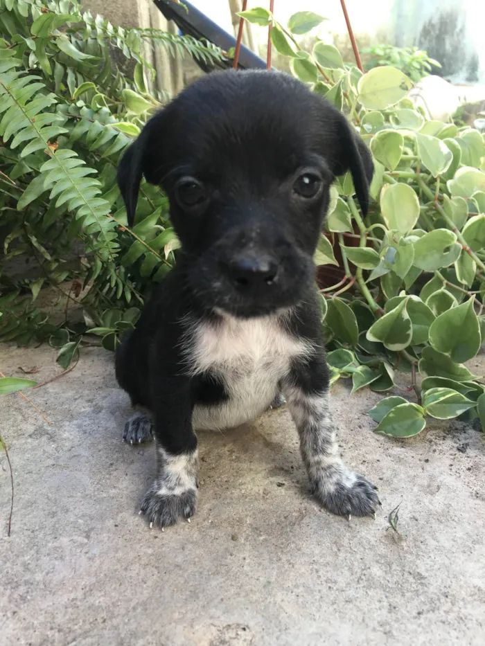 Cachorro ra a SRD-ViraLata idade Abaixo de 2 meses nome Saymon 