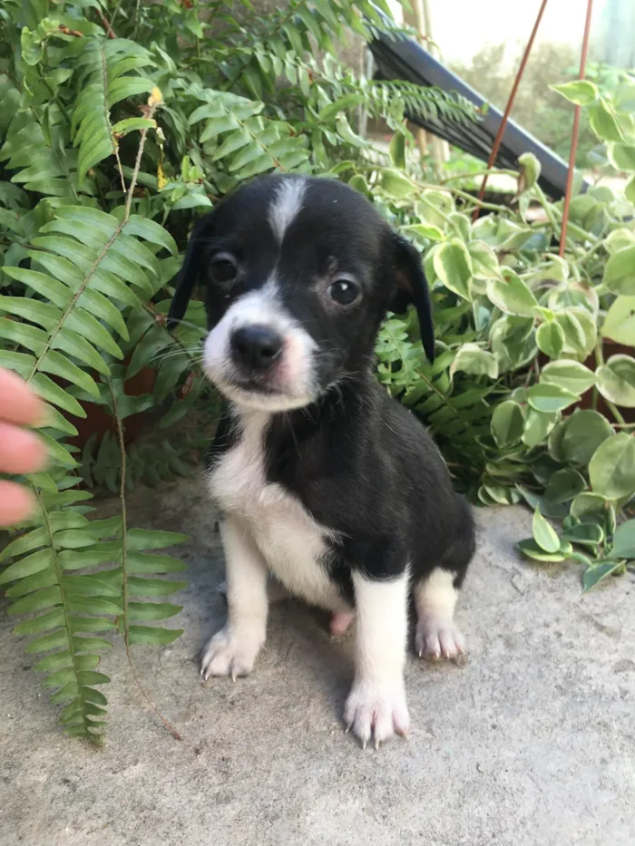 Cachorro ra a SRD-ViraLata idade Abaixo de 2 meses nome Saymon 