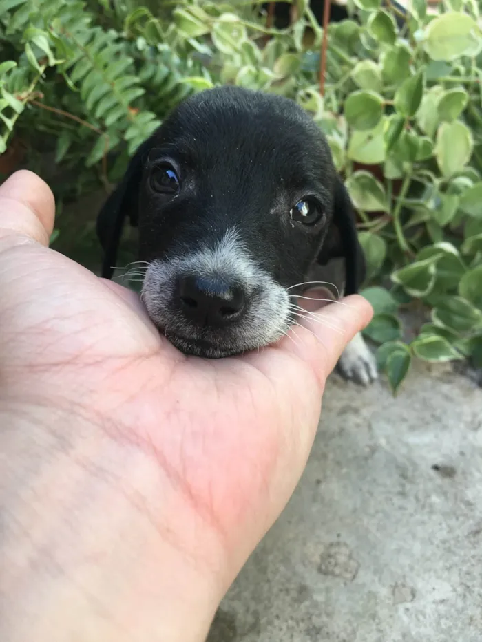 Cachorro ra a SRD-ViraLata idade Abaixo de 2 meses nome Saymon 