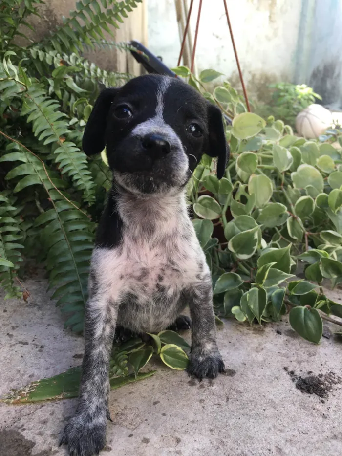 Cachorro ra a SRD-ViraLata idade Abaixo de 2 meses nome Saymon 