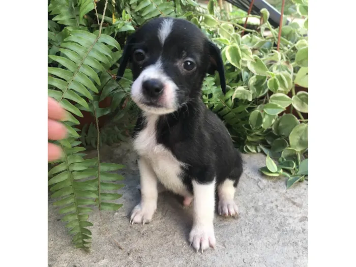 Cachorro ra a SRD-ViraLata idade Abaixo de 2 meses nome Saymon 