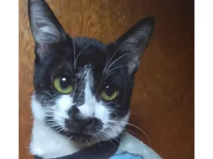 Gato raça SRD-ViraLata idade 2 a 6 meses nome Kate lucý resolvido