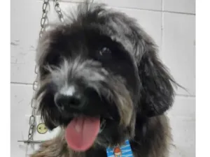 Cachorro raça Srd idade  nome Pudim