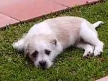Cachorro ra a SRD-ViraLata idade 2 a 6 meses nome BUDDY
