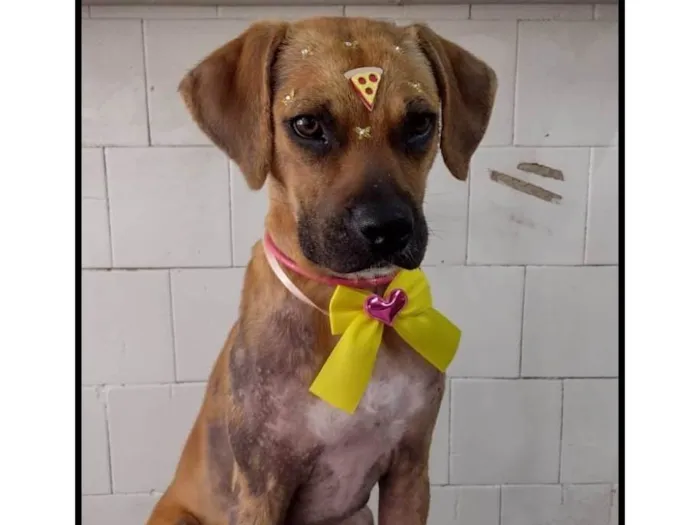 Cachorro ra a SRD-ViraLata idade 2 anos nome Amora 