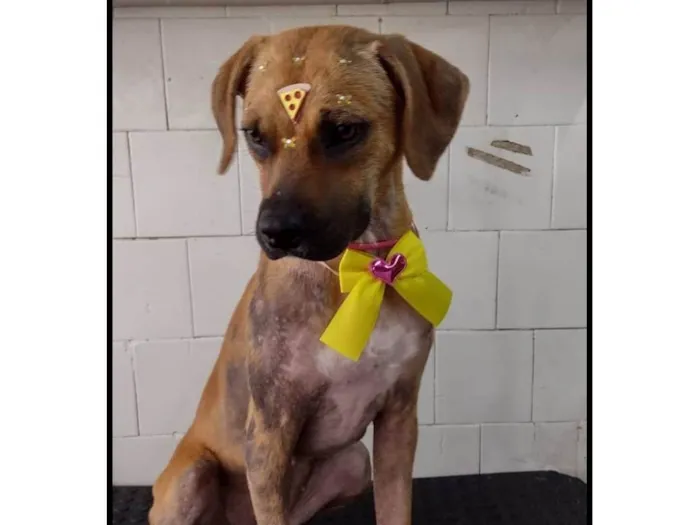 Cachorro ra a SRD-ViraLata idade 2 anos nome Amora 