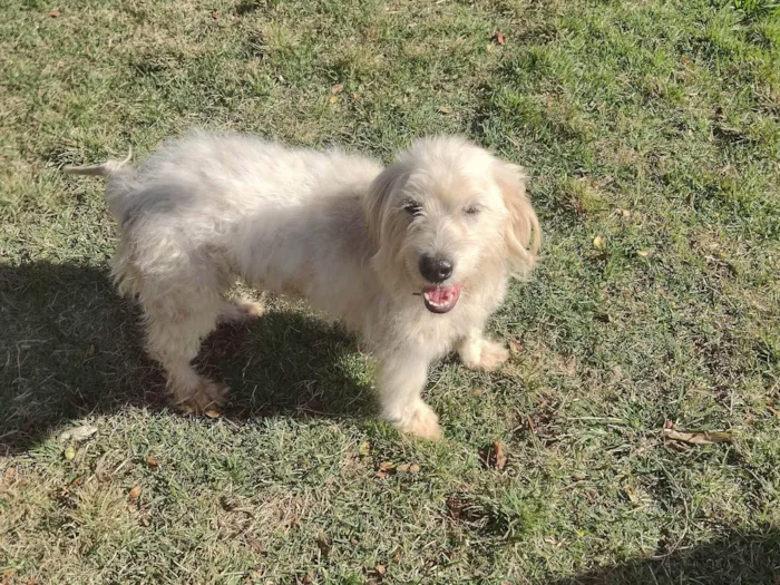 Cachorro ra a Maltes  idade 7 a 11 meses nome Loise