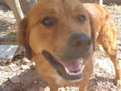 Cachorro raça Labrador  idade 1 ano nome Simba 