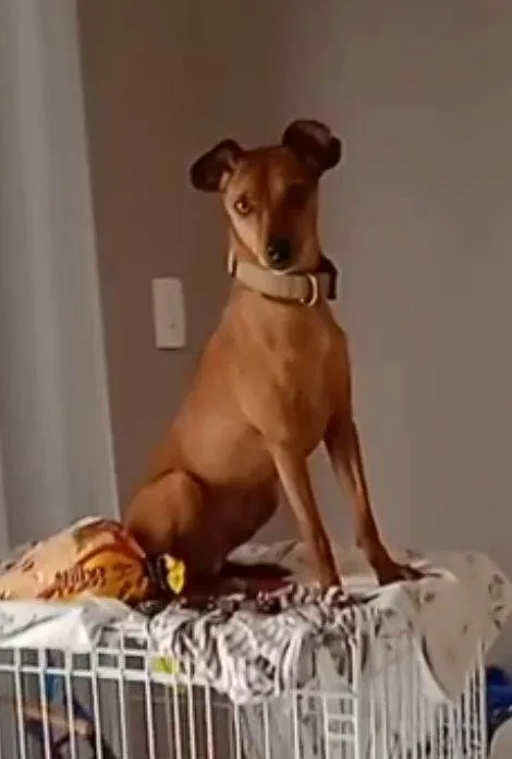 Cachorro ra a Pinscher idade 2 anos nome Madruguinha