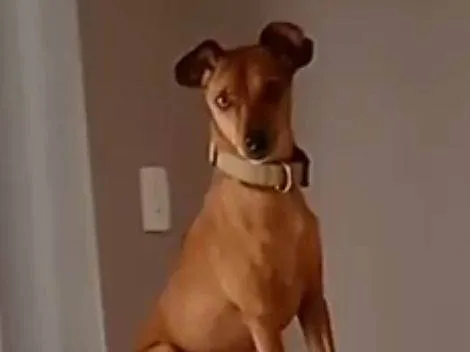 Cachorro ra a Pinscher idade 2 anos nome Madruguinha